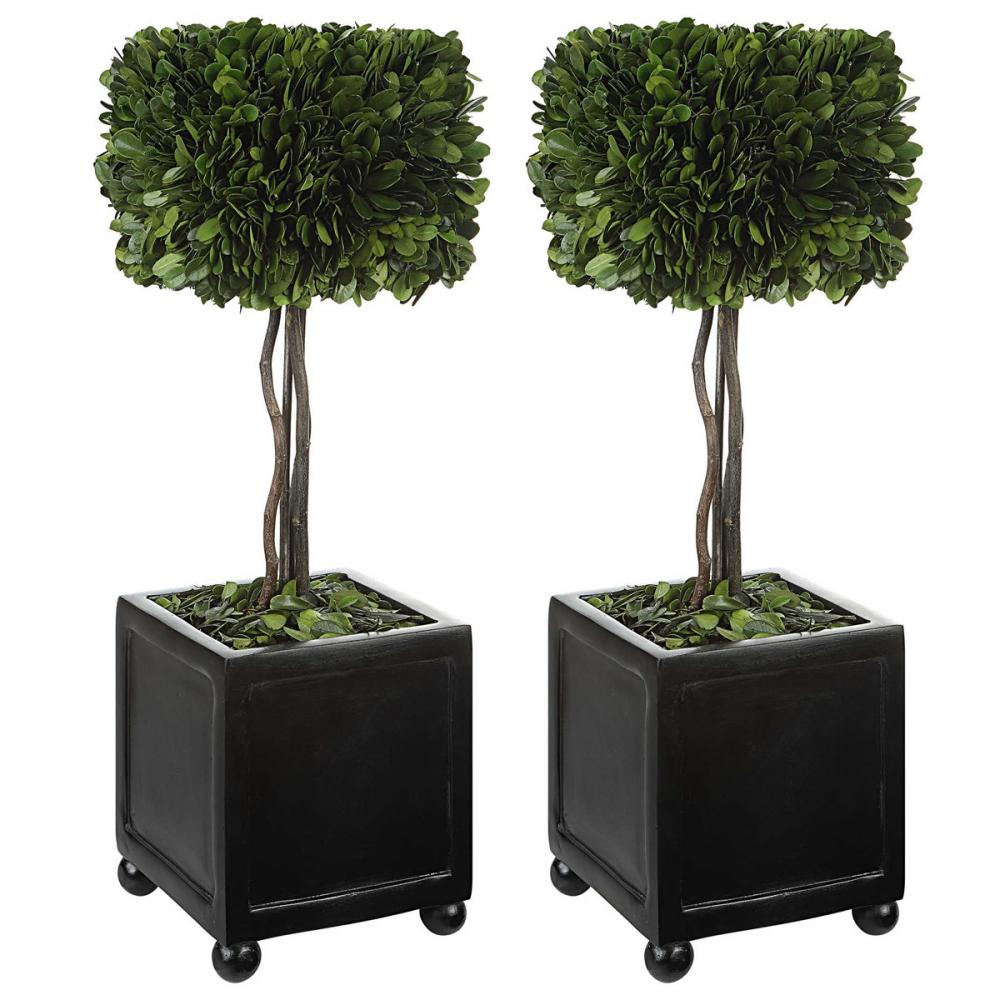 Preserved Boxwood Square Topiaries, S/2