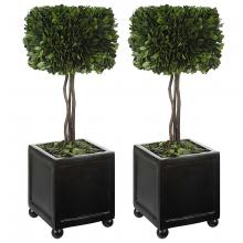 Uttermost 60187 - Preserved Boxwood Square Topiaries, S/2